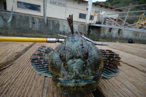 Spear Fishing - SloDivers